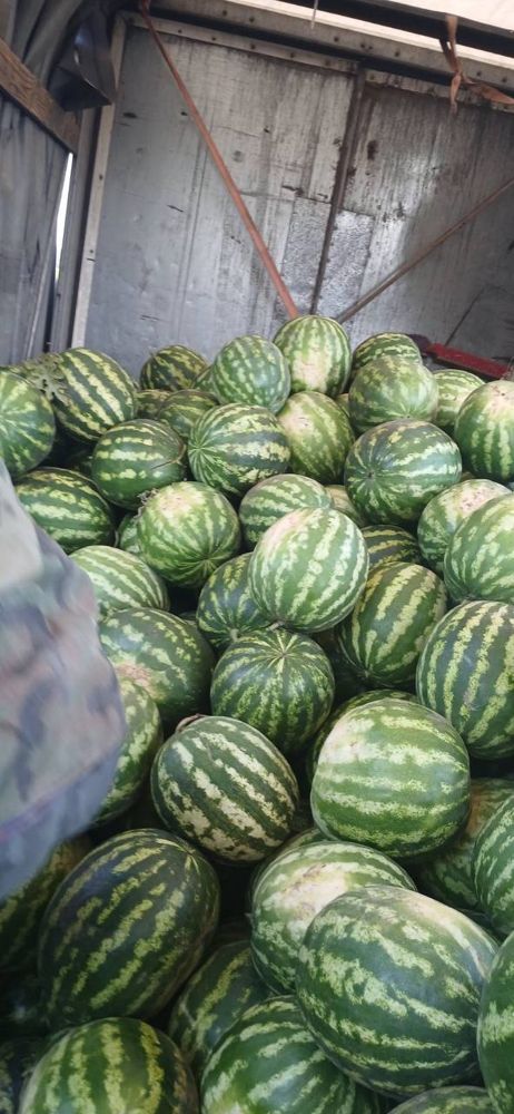 Кавуни завантажені у кузов